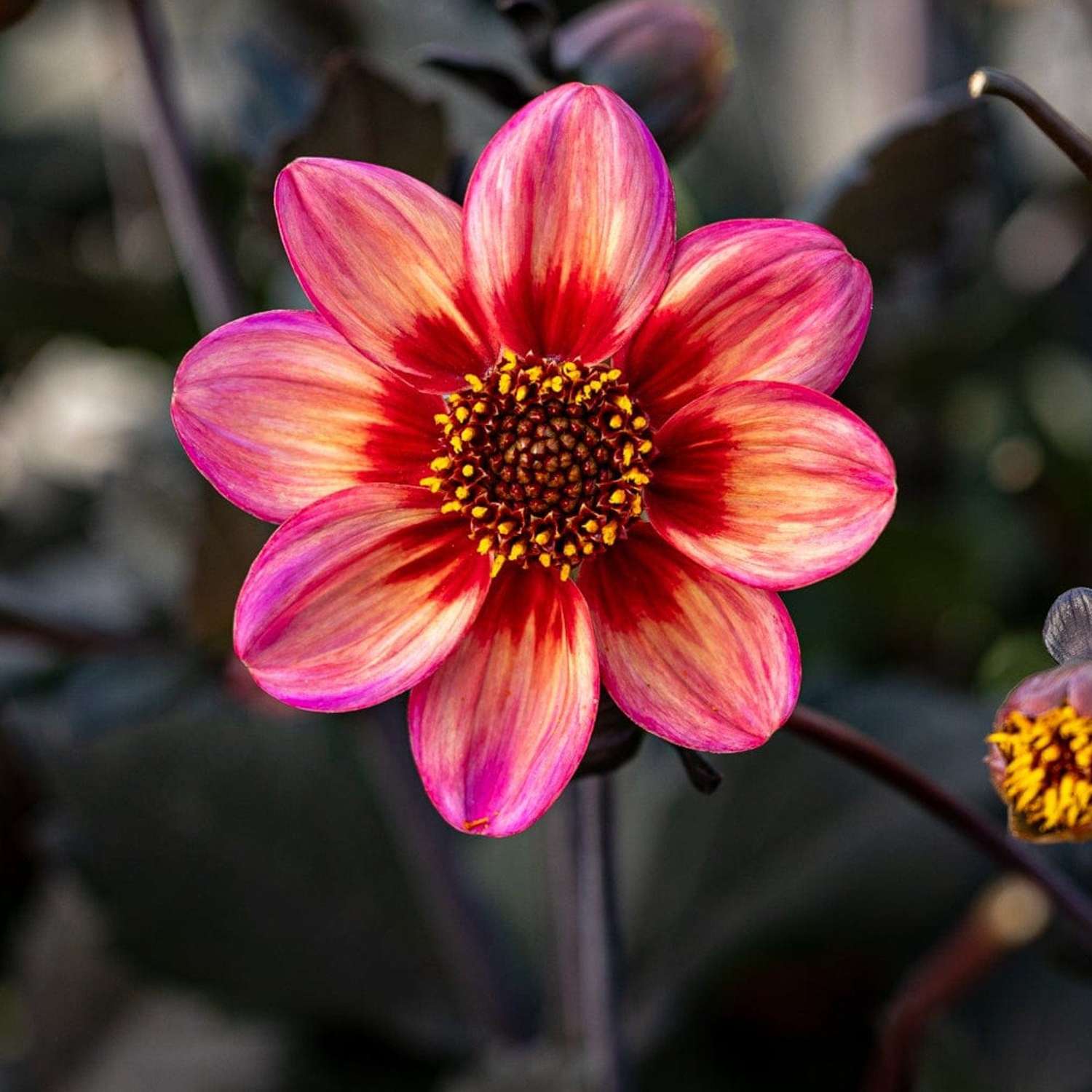 Daalia 'Dahlegria Tricolore'